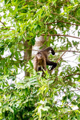 Monkey, capuchin monkey in a woods in Brazil among trees in natural light, selective focus.
