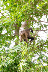Fototapeta premium Monkey, capuchin monkey in a woods in Brazil among trees in natural light, selective focus.
