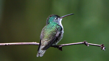 Female green-crowned brilliant (Heliodoxa jacula) perched on a branch in Mindo, Ecuador