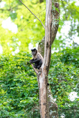 Monkey, capuchin monkey in a woods in Brazil among trees in natural light, selective focus.