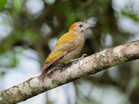 Little Woodpecker - Veniliornis passerinus - Pica-pau-pequeno 
