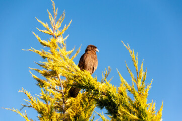 A phalcoboenus chimango on the top of a pine