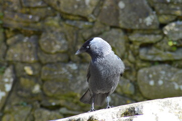 British crow