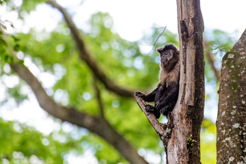 Monkey, capuchin monkey in a woods in Brazil among trees in natural light, selective focus.