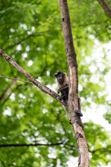Monkey, capuchin monkey in a woods in Brazil among trees in natural light, selective focus.