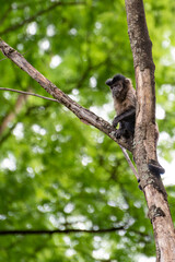 Monkey, capuchin monkey in a woods in Brazil among trees in natural light, selective focus.
