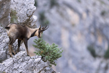 Apennine chamois in Majella National Park, Abruzzo, Italy.