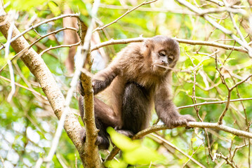 Monkey, capuchin monkey in a woods in Brazil among trees in natural light, selective focus.