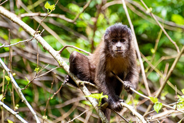 Monkey, capuchin monkey in a woods in Brazil among trees in natural light, selective focus.