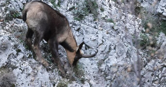 Apennine chamois in Majella National Park, Abruzzo, Italy.