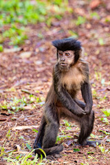 Monkey, capuchin monkey in a rural area in Brazil loose on the ground, natural light, selective focus.