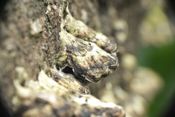 British fungus
