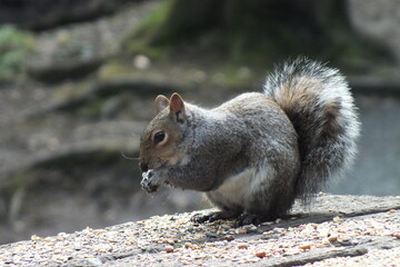 British squirrel eating