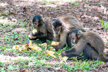 Monkey, capuchin monkey in a rural area in Brazil loose on the ground, natural light, selective focus.