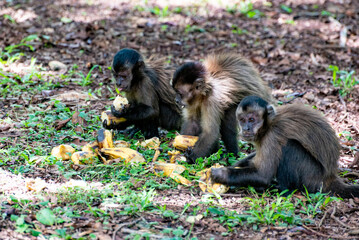 Monkey, capuchin monkey in a rural area in Brazil loose on the ground, natural light, selective focus.