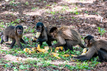 Monkey, capuchin monkey in a rural area in Brazil loose on the ground, natural light, selective focus.