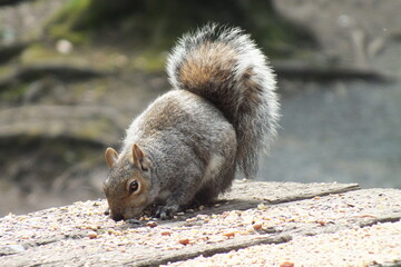 British squirrel eating