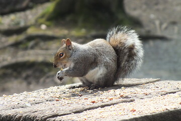 British squirrel eating