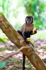 Monkey, capuchin monkey in a woods in Brazil among trees in natural light, selective focus. © Milton Buzon
