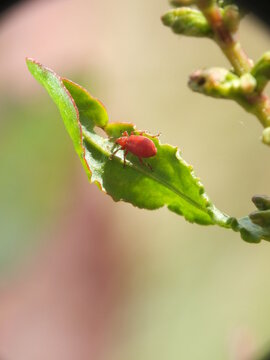Apion frumentarium, red beetle macro image