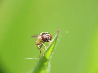 macro image fly on a leaf tip