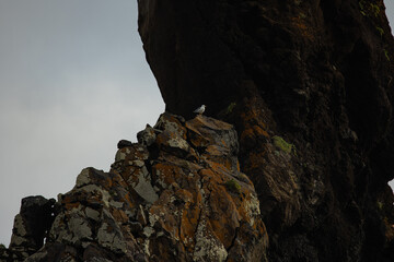 A seagull on a big rock in the sea and watches the fish he wants to fish out of the water.