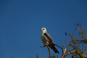 falcon on a branch against the blue sky