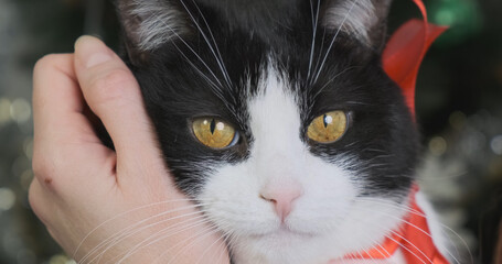 Woman's hand strokes a cat with a red bow. Close-up. Concept of gift, warmth, kindness, love.