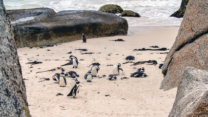 Penguins on the beach 
