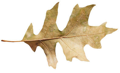 Leaf fallen from a tree. Transparent background.