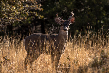 coues whitetail buck in grass