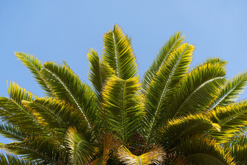 Fototapeta premium Tropical palm tree with green palm branches against a clear blue sky. Summer, vacation, relaxation, sun concept.