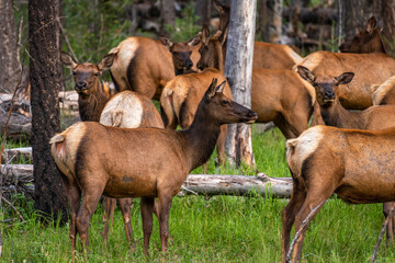 Naklejka na ściany i meble herd of elk in summer