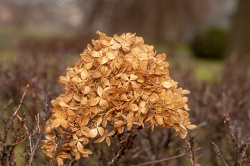 mushrooms on the tree