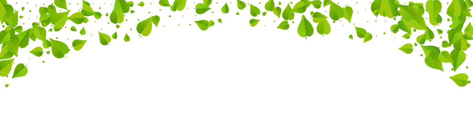 Olive Foliage Wind Vector Panoramic White