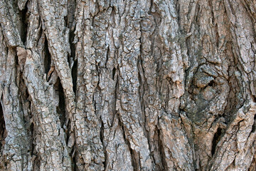 Close-up of  weathered old tree bark texture