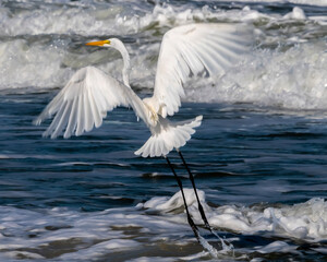white heron in flight