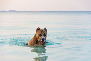 pit bull in the water, a pit bull on the beach of a tropical island swims in the water	