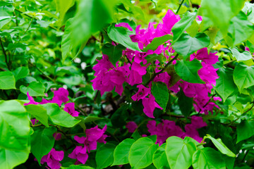 green fence with purple flowers	