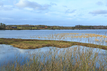 Grass in flooded wetland on Öland