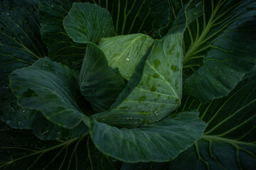 Fototapeta na wymiar Head of cabbage
