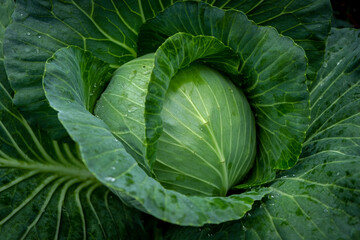 Fototapeta premium Head of cabbage