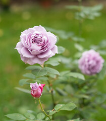 Blue rose 'Novalis' of lavender color, two rose flowers in full bloom in a garden