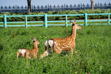 Dappled deer walks in the meadow in summer. Spotted deer with cub on sunny day . Wildlife