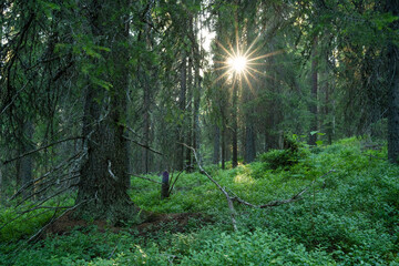 An old-growth summery taiga forest in Närängänvaara near Kuusamo, Northern Finland	