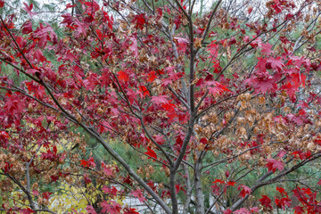 Ahornbaum im Chinesischen Garten, Stuttgart, Deutschland