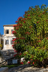 Fototapeta na wymiar Large bush of poinsettia against the backdrop of the old city of Nazareth