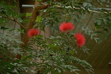 Red powder-puff ( Calliandrahaematocephala ) blossoms. Fabaceae evergreen shrub native to South America.