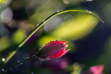 Naklejka premium Kwiaty różowych tulipanów botanicznych. Wiosenne tulipany w kroplach deszczu