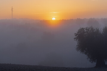 Silhouette of an olive tree in the rural fields of Spain during an magical sunrise. The agricultural landscape is covered with veils of fog creating an awesome setting